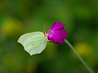brimstone butterfly in the summergarden