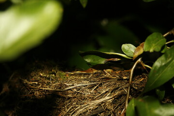 A nest on a tree