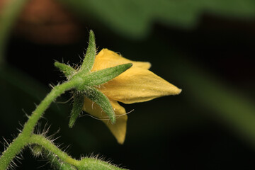 green trees forest landscape photo