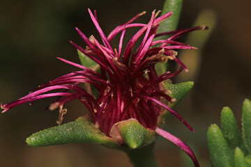 last ice plant flower macro photo