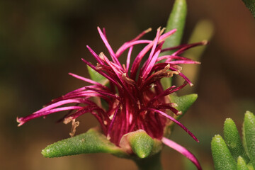 last ice plant flower macro photo