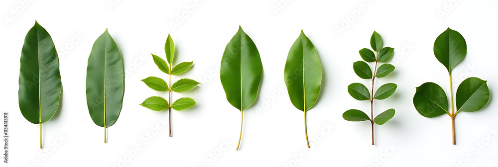 Poster eucalyptus leaves are selectively focused against a white background for use in botanical plant coll