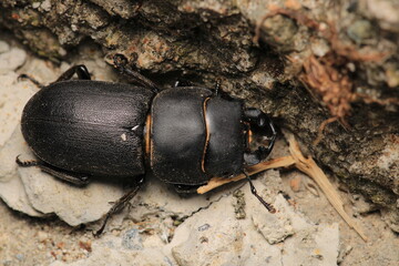 black lesser stag beetle macro photo	