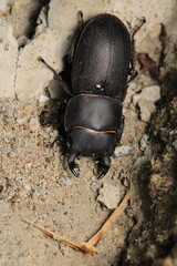 black lesser stag beetle macro photo	