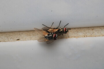 macro photo of housefly facing back	