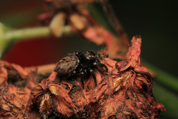little jumping spider macro photo	