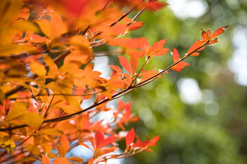 紅葉したドウダンツツジの木