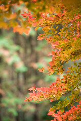 山の中の紅葉したドウダンツツジ