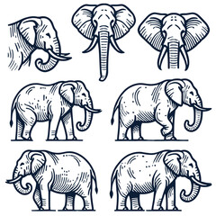 Obraz premium PX01elefant