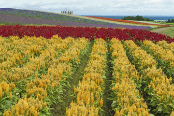 カラフルなお花畑に咲くケイトウ Cockscomb blooming in a colorful flower field