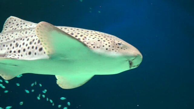 The Zebra Shark and many tropical fish swimming underwater. Close up shot of Stegostoma Fasciatum. 4K 