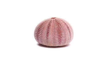 Violet sea-urchin on white background.