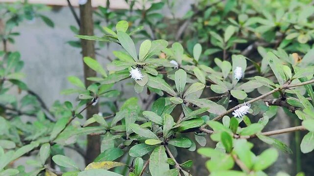 Mealybugs are insect pests that damage plants. This video is suitable for the concept of pesticide or insecticide products.