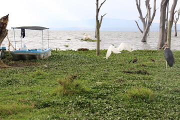 Idyllic lake shore with a fishing boat and some birds