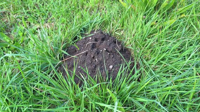 Un petit monticule de terre marque l'entr&eacute;e d'un trou de taupe dans un jardin.
