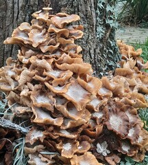 mushrooms in the forest