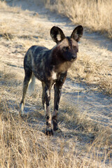 Closeup portrait of alert African wild dog