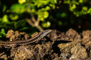 lizard on a stone