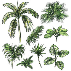 Tropical Paradise: A Collection of Lush Green Palm Trees and Exotic Foliage