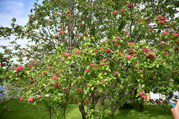 The beautiful countryside of Norway near Alesund and the grand panorama scenery of the great area.