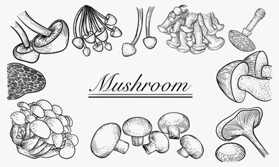 An assortment of various mushroom types illustrated in ink