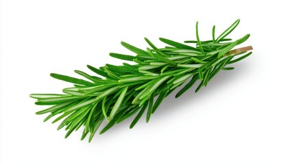 Fototapeta premium A photostock of a bundle of fresh rosemary with soft green needles, placed on a seamless white background, symbolizing flavor and natural freshness. High Quality
