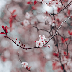 beautiful cherry blossom flower in springtime, sakura flower