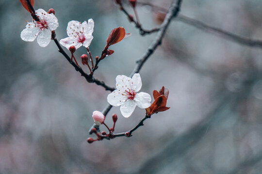 beautiful cherry blossom flower in springtime, sakura flower