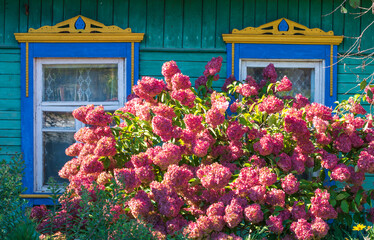 Colorful Pink Hydrangeas flowers in a small village ,Belarus.