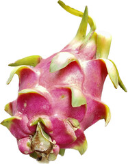 Dragon fruit pitaya pitahaya isolated on white. Package design element