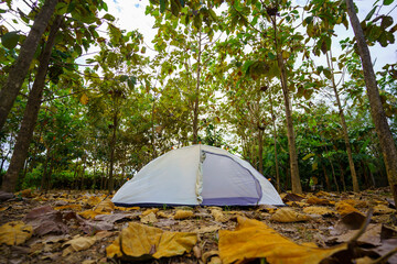 A camping tent in a big forest, the ground is covered with brown fallen leaves.