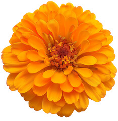 Marigold Flower isolated PNG, Tagetes Flower illustration on a transparent background

