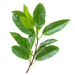 Fototapeta premium Green Branch Isolated Leaves Nature Botany Closeup