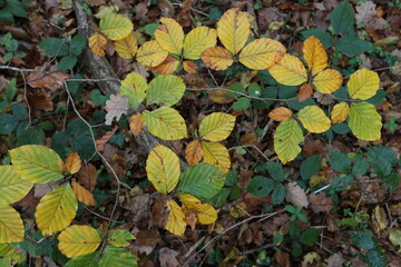 Feuillage d'automne jaune et roux dans une forêt