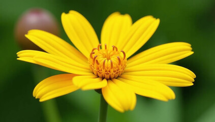 vibrant yellow doronicum flowers bloom summer gardens across austria beyond striking