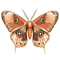 The Majestic Atlas Moth: A Stunning Specimen of Nature's Art