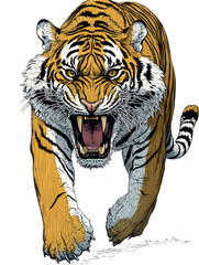 Fototapeta premium Roaring tiger, close-up, isolated on white background.