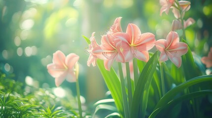 Fototapeta premium Delicate pink amaryllis flowers in a garden setting, bathed in soft sunlight.