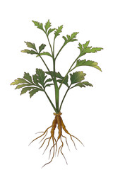 plant isolated on white