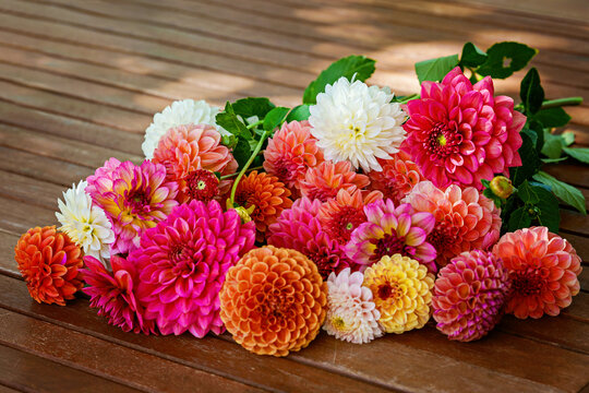 Different pink, orange and white Dahlia flowers. Colorful dahlia garden flowers, wallpaper backdrop. Blossoming dalias bloom