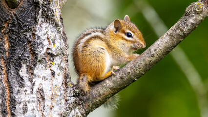 Obraz premium Chipmunk in tree