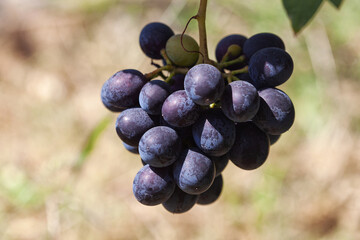 Large bunches of grapes in the vineyard. Caring for grape bushes. Pinching and pruning grapes.