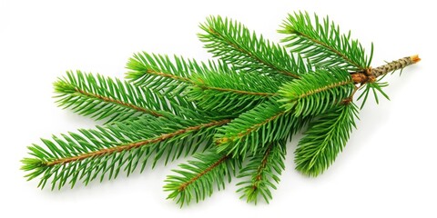 Obraz premium Big green spruce branch isolated on white background, nature, evergreen, tree, coniferous, branch, plant, isolated, green