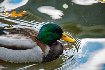 Nahaufnahme einer auf dem Wasser schwimmenden Stockente (Anas platyrhynchos)