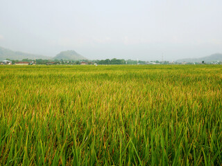 A field of rice that has turned yellow and is ready to be harvested