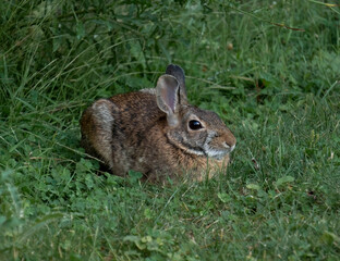 Hare (Lepus americanus) hiding in the grass.