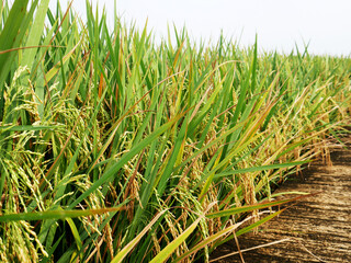 The rice grains are starting to turn yellow as a sign that the harvest is almost here
