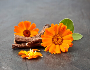 Calendula flower and calendula roots on concrete backgrounds