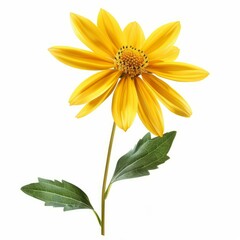 Obraz premium Yellow flower with green leaves blooming on a white background, perfect for nature and floral themed projects