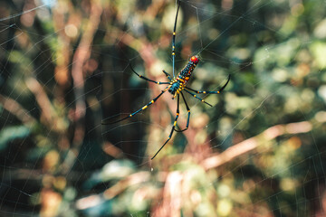 Spider in web against tropical backdrop. Nephila pilipes spider or giant golden orb weaver. Scary animals in tropical nature.